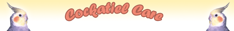 Cockatiel Care Help Care for Your Cockatiel Cockatiels Pets Help